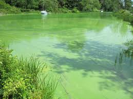 Blooming algae, peristiwa tertutupnya sungai/danau oleh ganggang.