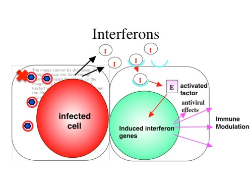 interferon, imun, limfosit, kekebalan tubuh, virus, infeksi, terapi